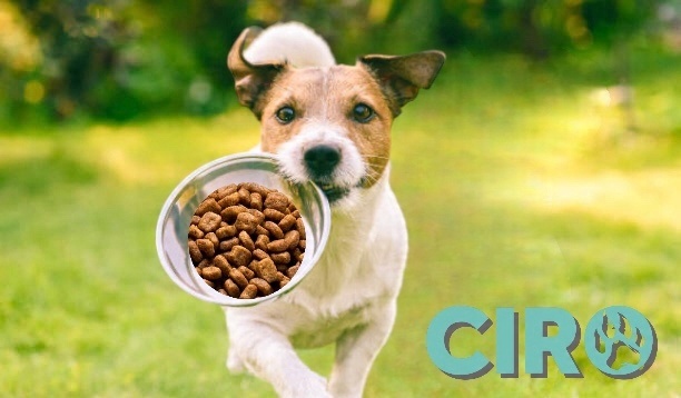 Karma sucha dla psa Ciro 10 kg wołowina wszystkie rasy Adult