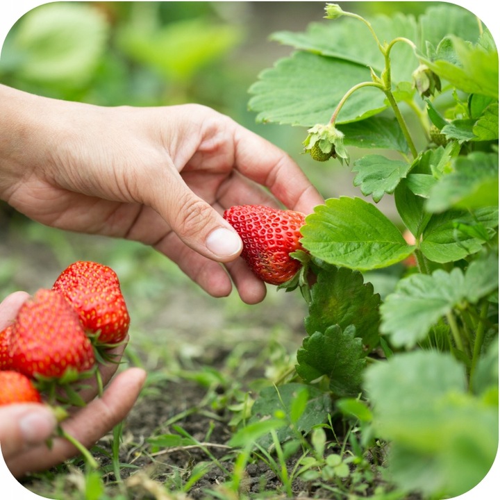 Nawóz uniwersalny do ogrodu 3kg AZOFOSKA granulowany OBFITE PLONY