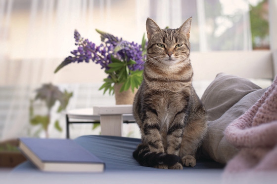 POCHŁANIACZ NEUTRALIZATOR ZAPACHÓW MOCZU KOTA ISOKOR 1L ANTI URINE CLEANER