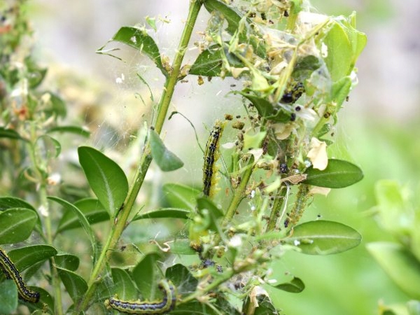 Feromon CDP do zwalczania ćmy bukszpanowej - PROPHER - 5 sztuk