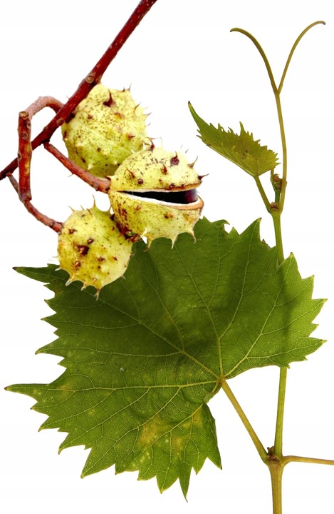 Kasztanowiec & liście winorośli | EKSTRAKT | Sanct Bernhard | 120 kaps.