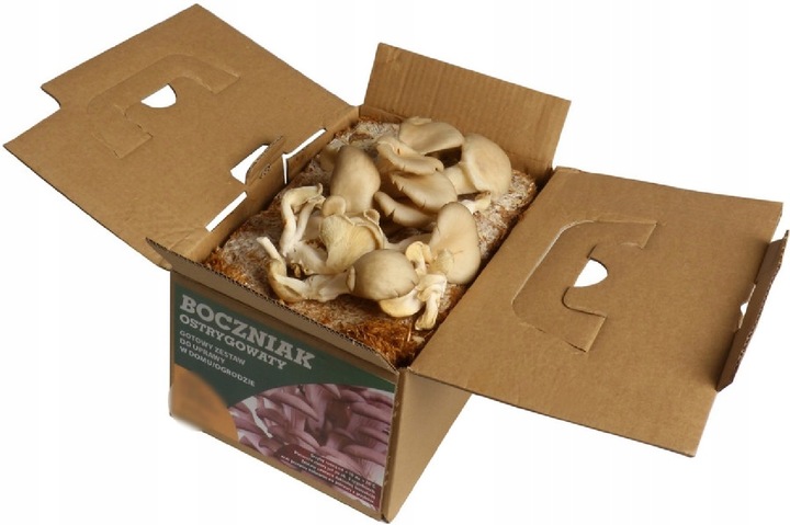 Boczniak uprawa w Domu BALOT grzybnia Boczniaka