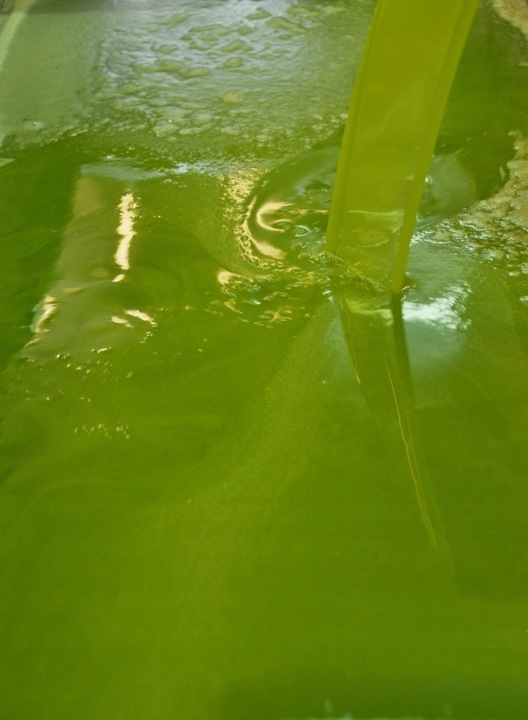 Oliwa z oliwek ZE WSI niefiltrowana Extra Virgin łagodna 0,3% 5 l