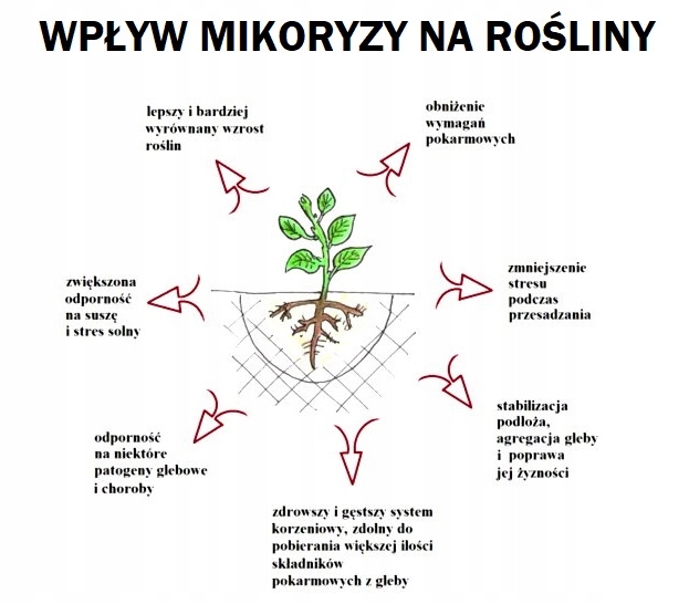 BIOPON MIKORYZA DO RODODENDRONÓW AZALII BORÓWEK