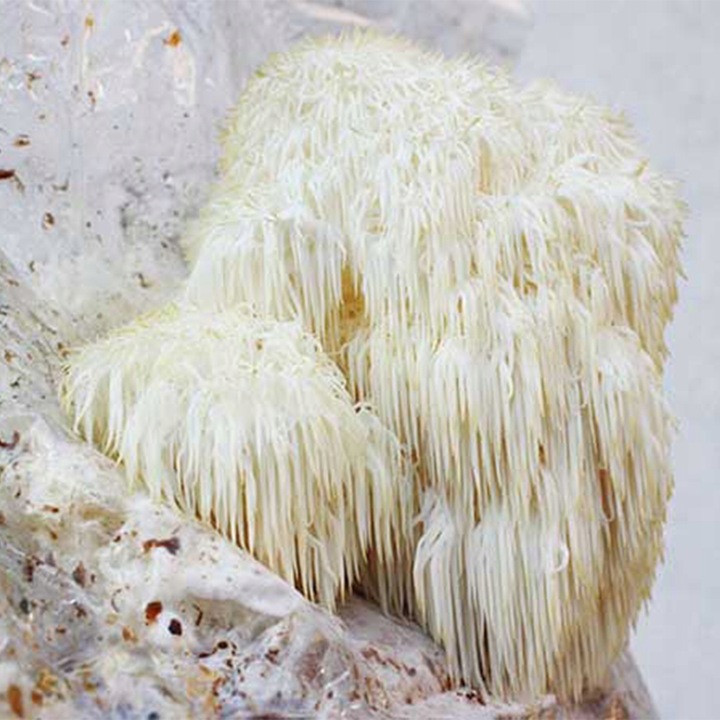 SOPLÓWKA JEŻOWATA– susz 100g