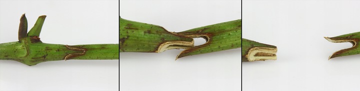 ZESTAW SEKATOR DO SZCZEPIEŃ OKULIZACJI DRZEW WINOGRON KRZEWÓW TAŚMA