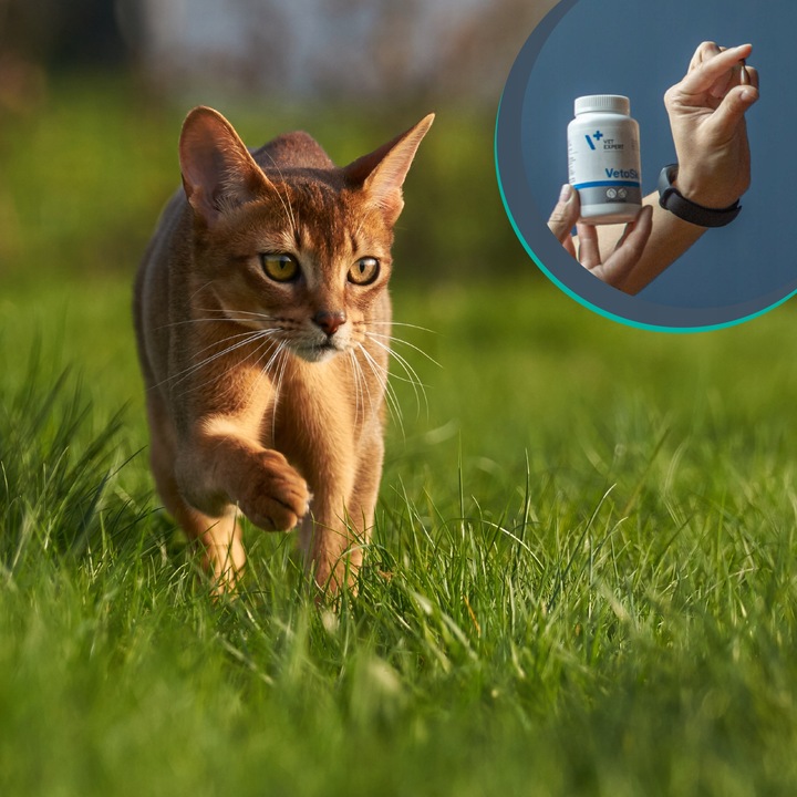 Suplement dla psów małych ras i kotów na sierść VET EXPERT VetoSkin 60 kaps