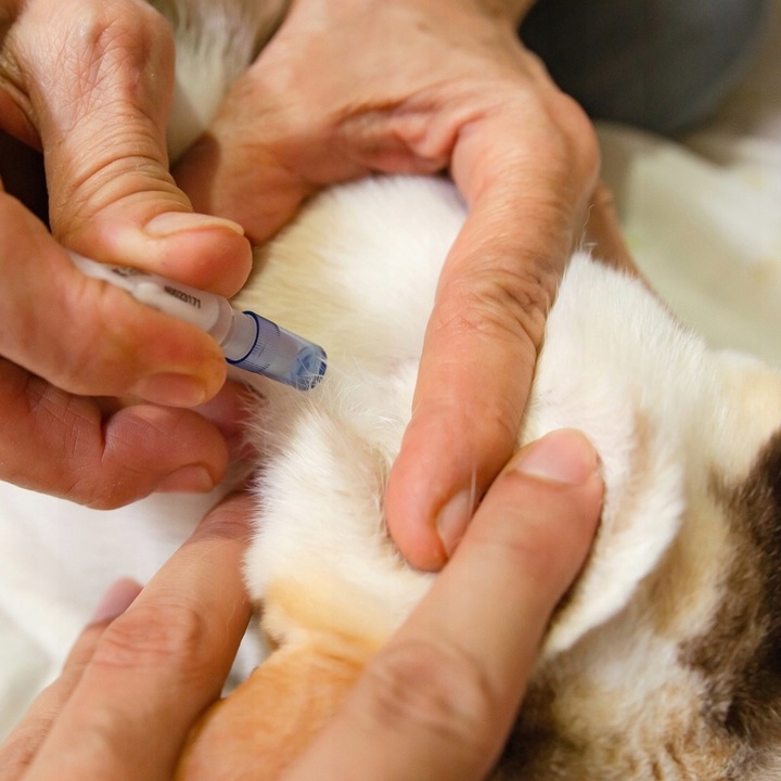 KROPLE NA KLESZCZE I PCHŁY DLA KOTA ZESTAW 6 SZTUK DAWEK PRZECIW KLESZCZOM