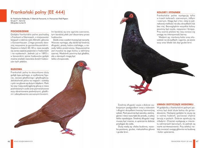 ZESTAW KSIĄŻEK O GOŁĘBIACH ATLAS GOŁĘBI POLSKIE RASY I GOŁĘBIE BARWNE 148