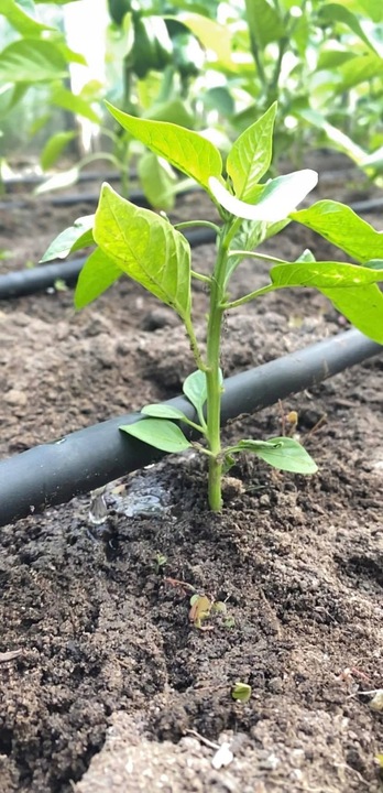 LINIA KROPLUJĄCA WĄŻ KROPLUJĄCY DO OGRODU Pocący Nawadnianie 100m Fi16