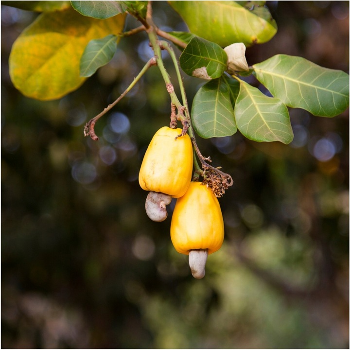 ORZECHY NERKOWCA CAŁE 1kg HiFOOD PREMIUM NERKOWCE