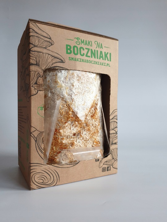 Grzybnia do uprawy domowej boczniak łyżkowaty