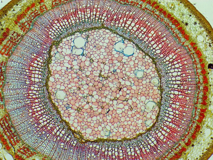 Mikroskop dla dziecka Delta Optical Biolight 300