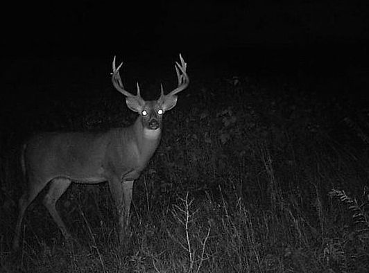 Fotopułapka Kamera Leśna FullHD IR POLSKIE MENU