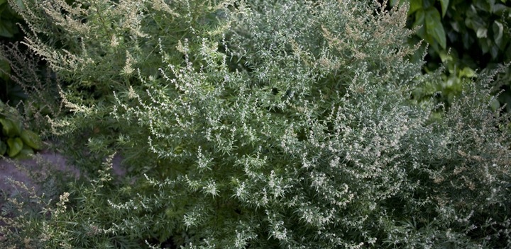 ROUNDUP RANDAP NA CHWASTY chwastobójczy glifosat koncentrat 2x1L BAYER