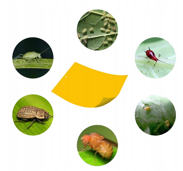 Żółte tablice lepowe na ziemiórki 10 szt. Dwustronny Lep, Biodegradowalne