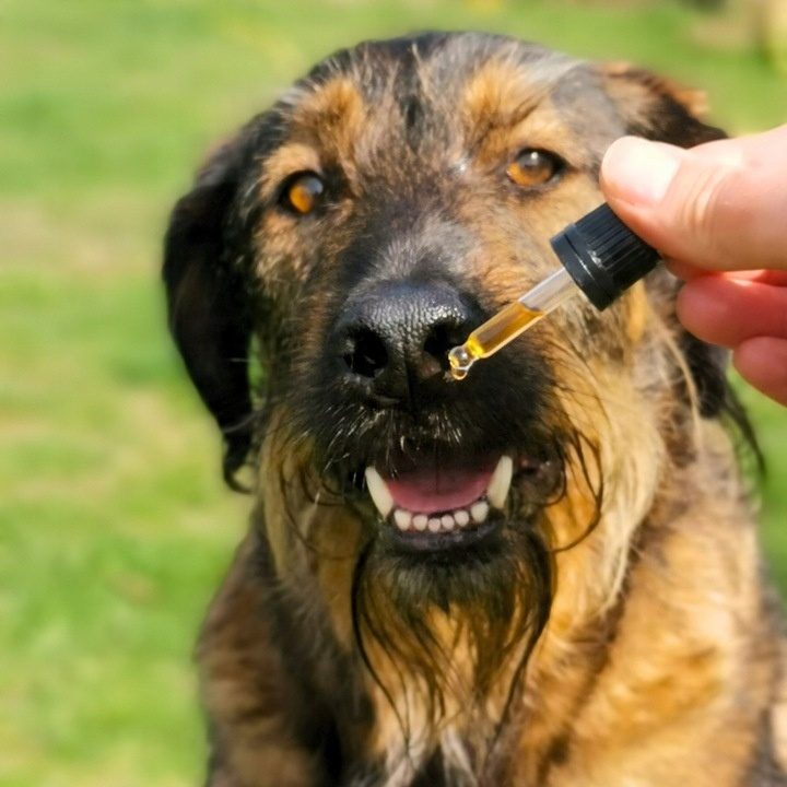 Olej Do michy RelaX CBD 6% dla psa i kota 10ml THC-0% (bezpieczny)