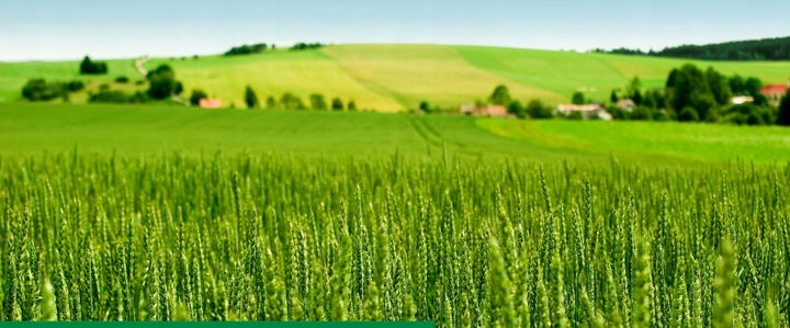 Maxim 025 FS 1L SYNGENTA - zaprawa do nasion o szerokim zastosowaniu