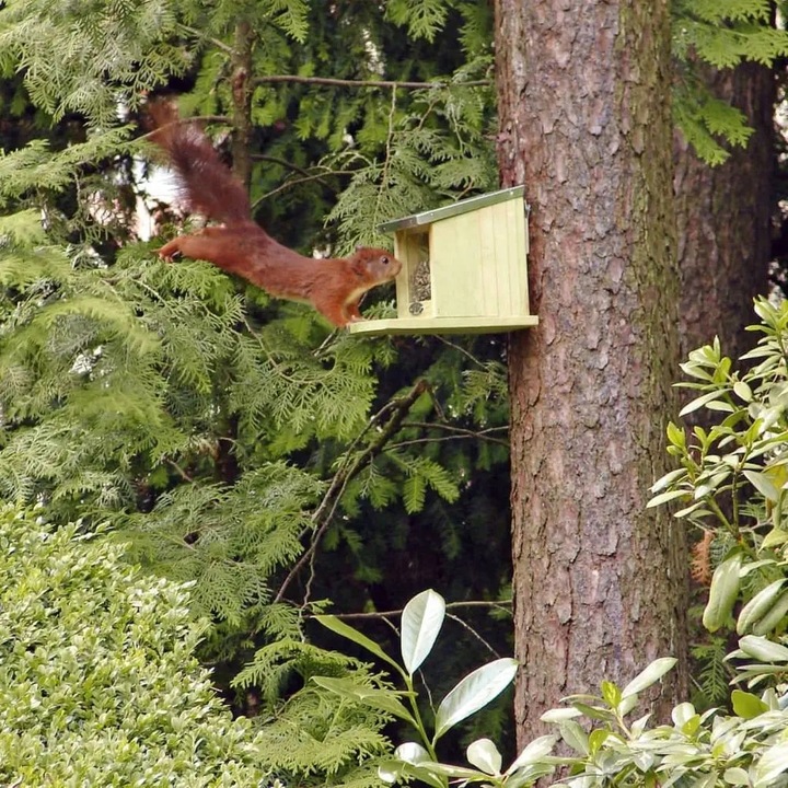 Karmnik dla wiewiórek WA09, Wiewiórka, Domek, Karmnik do ogrodu
