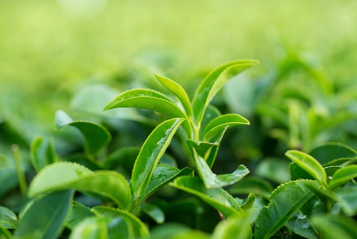 Chińska Herbata Czarna Liściasta Yunnan Long Leaf Bogaty Smak 80g LOYD