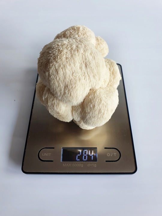 Zestaw do uprawy grzybów SNB soplówka jeżowata