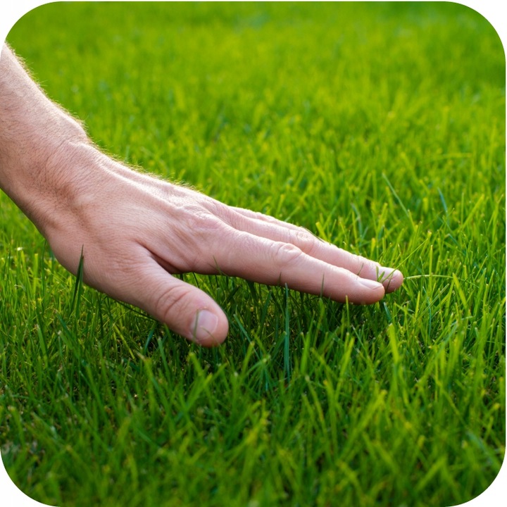 NAWÓZ DO TRAWY FLOROVIT MISTRZOWSKI TRAWNIK do trawy z mchem 10kg