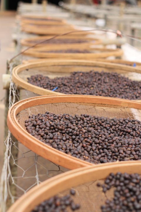 KAWA ZIARNISTA 2kg BRAZYLIA blend ŚwieżoPalona do KAW MLECZNYCH do EKSPRESU