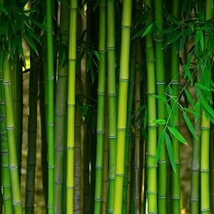 Zestaw MIOTEŁKA CHASEN PĘDZEL DO HERBATY MATCHA