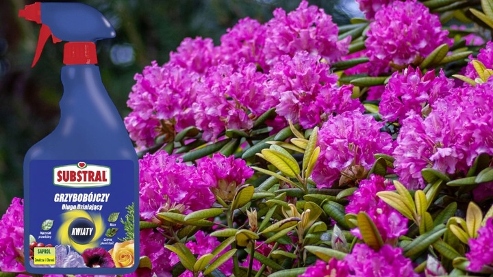 SAPROL GRZYBOBÓJCZY środek KWIATY: ZWALCZA CHRONI