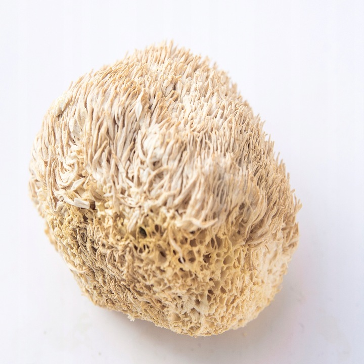 SOPLÓWKA JEŻOWATA– susz 100g