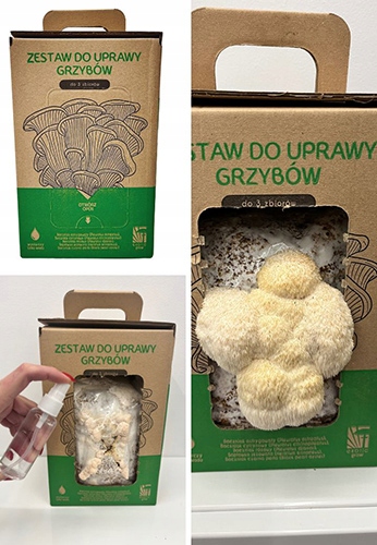 Soplówka Jeżowata MUSHROOMS GROW KIT grzybnia