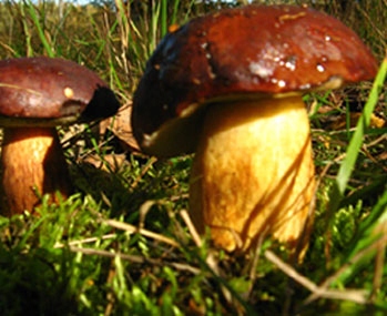 Mikoryza dla drzew liściastych