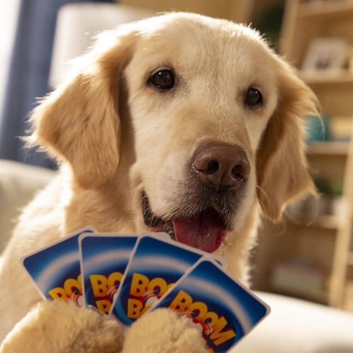 Boom Boom. Psiaki i kociaki