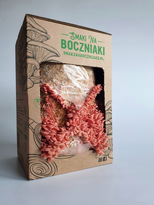 Zestaw do uprawy grzybów SNB boczniak różowy