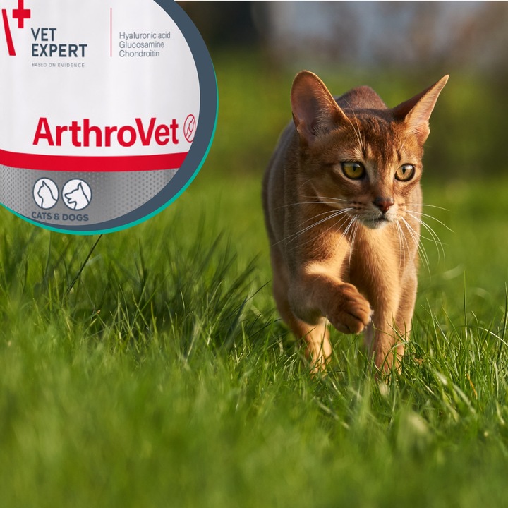 Preparat dla psów i kotów na stawy Vet Expert Arthrovet 60 tabletek