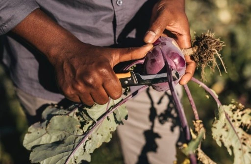 FISKARS / Nóż składany X-series K80 / Idealny do zbioru warzyw i owoców