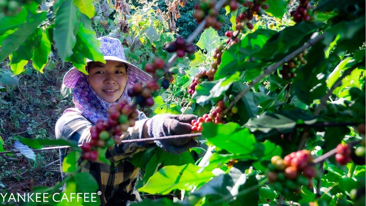 Kawa ziarnista 2kg Arabica świeżo palona Etiopia Do ekspresu i przelewu