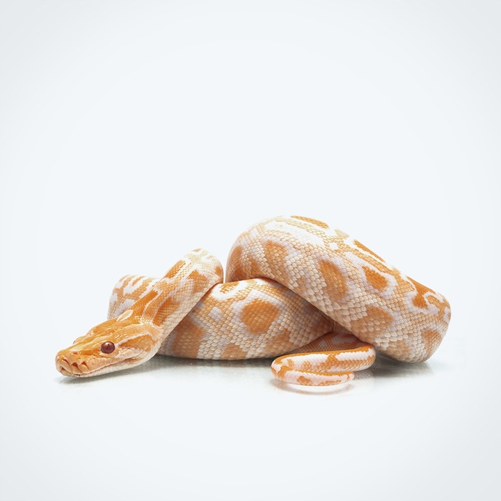 Clarena PODKŁAD DO TWARZY KRYJĄCY Golden Tan 30ml Fluid Foundation Kremowy