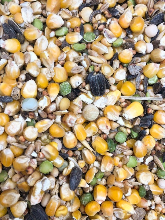 Karma dla gołębi STANDARD S Kampol 25kg