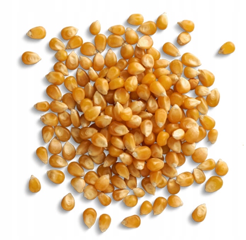 KUKURYDZA POPCORN 5kg Ziarno do prażenia bez soli | KOL-POL