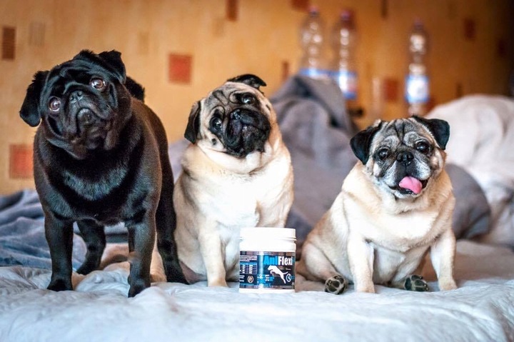 Game Dog AniFlexi HA 150 tab.