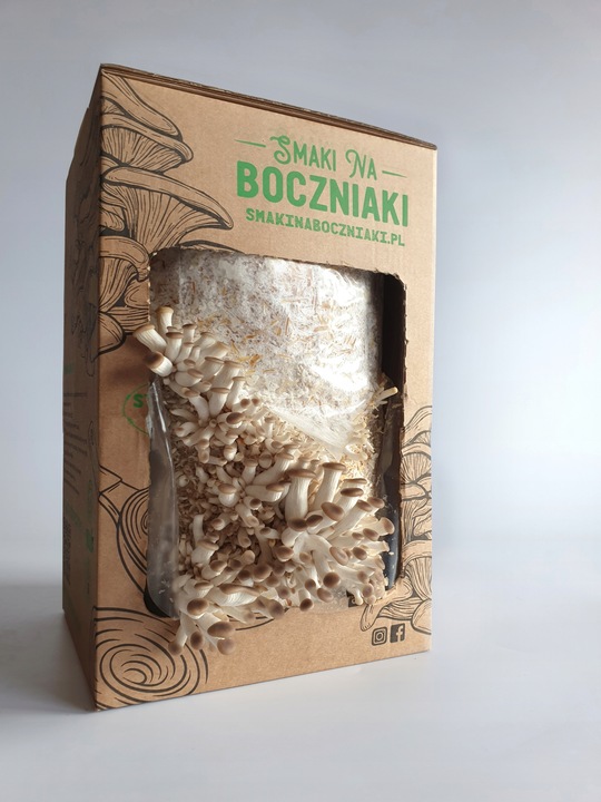 Grzybnia do uprawy domowej boczniak łyżkowaty