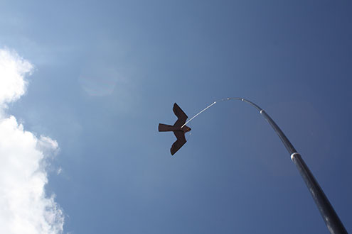 Odstraszacz Ptaków Duży Latawiec Jastrząb CH2