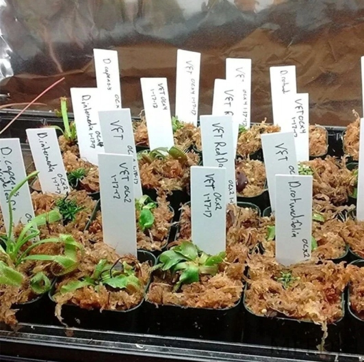 ZESTAW DO WYSIEWU POMIDORY GRUNTOWE NASIONA + INSPEKT + PODŁOŻE + TABLICZKI