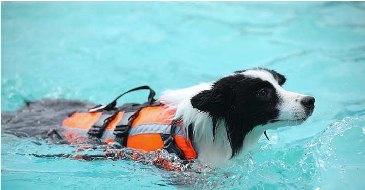 KAPOK dla Psa do Pływania Kamizelka Ratunkowa do Wody z Odblaskami roz. L