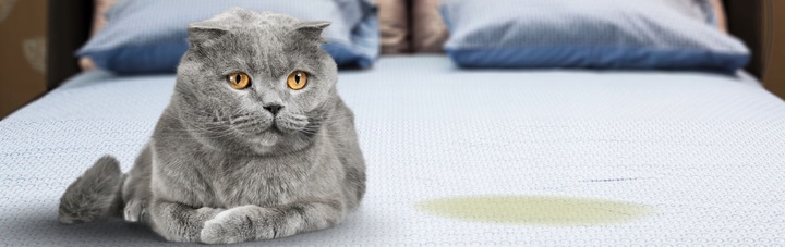 POCHŁANIACZ NEUTRALIZATOR ZAPACHÓW MOCZU KOTA ISOKOR 1L ANTI URINE CLEANER