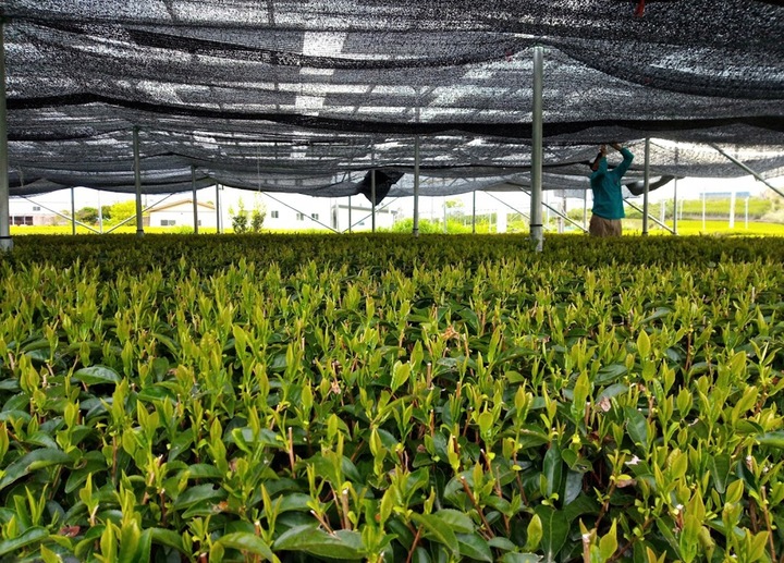 Herbata Zielona Matcha Japońska Bio 100g w Pięknej Tubie, Puszce na Prezent