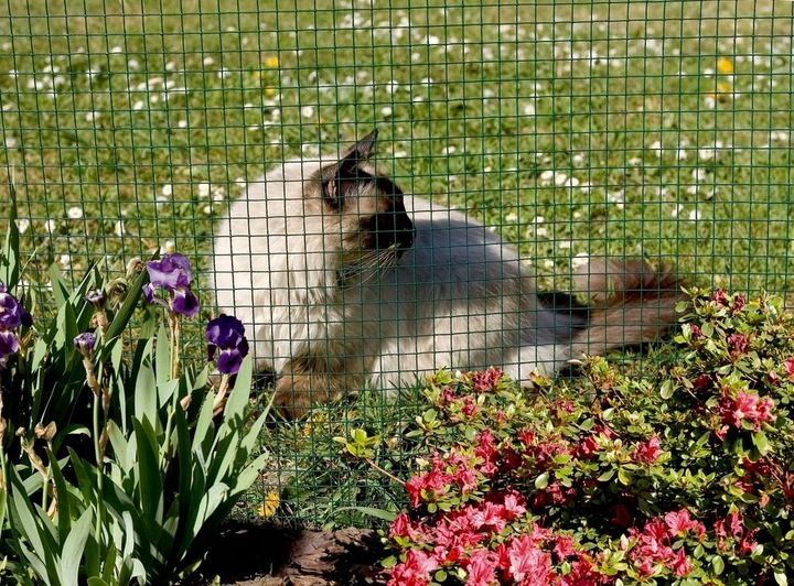 Siatka Hodowlana Metalowa Powlekana 0,5x5m 13x13mm 50cm Rabatowa Ogrodowa