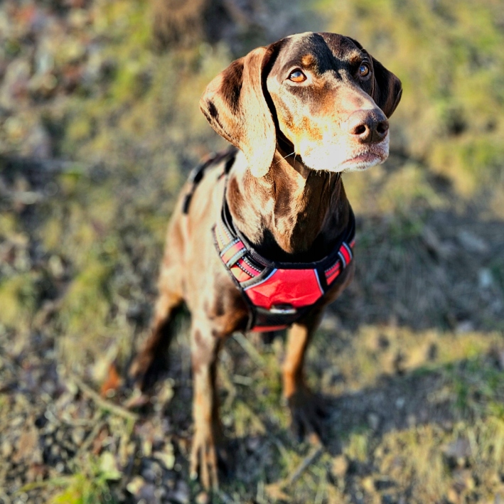 SZELKI BEZUCISKOWE typu GUARD dla psa ELITE L red