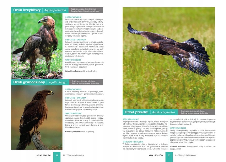 ATLAS PTAKÓW PTAKI POLSKI 250 GATUNKÓW TWARDA OPRAWA KSIĄŻKA NA PREZENT